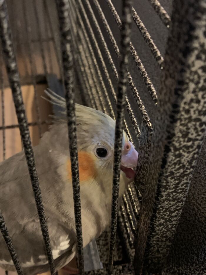 My Bird Used To Eat The Bars Before We Trained Him.