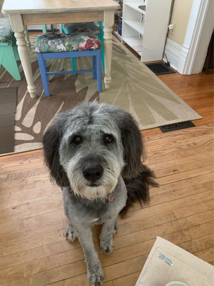 My Puppy, Molly, Looks Cute In This Picture.