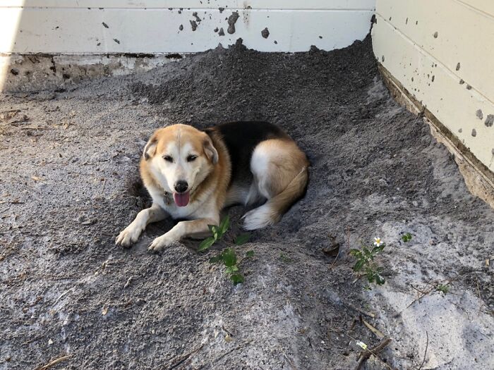 Juneau Has To Dig A Hole To Sit In.
