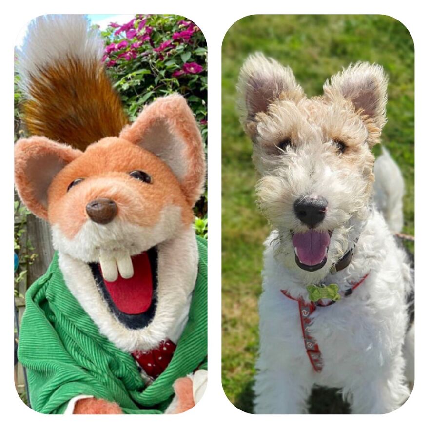 Basil Brush And Basil The Wire Fox Terrier!