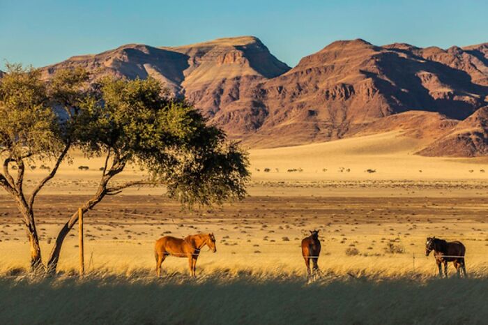 I Would Love To Take A Trip To The Namibian Desert
