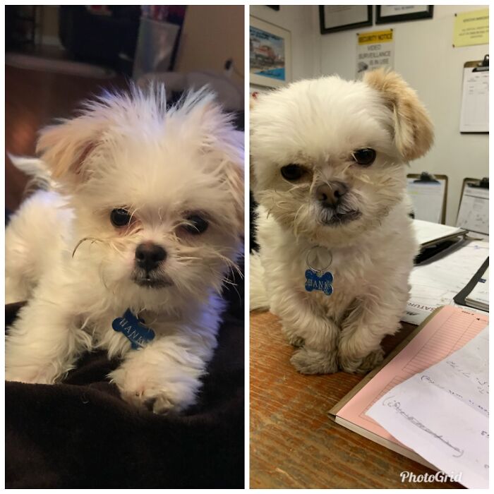 Hank At 2 Months vs. Hank At 3 Years. He’s Our Official Shop Dog! The Customers Love Him!!