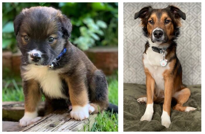 Gendry At 2 Months And 1.5 Years Old