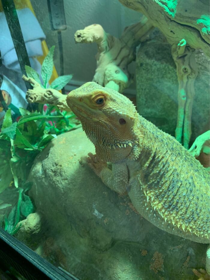 Bearded Dragon! She’s Named Claudia She Recently Passed