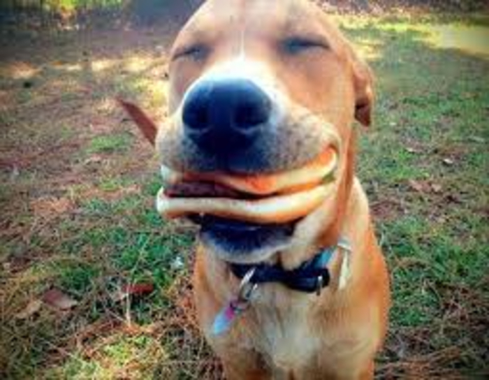 Doggo Found A Burger