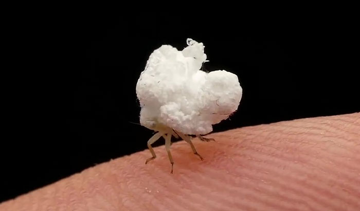 Photographer Happens Across A Bug That Looks Like A Piece Of Popcorn With Tiny Legs