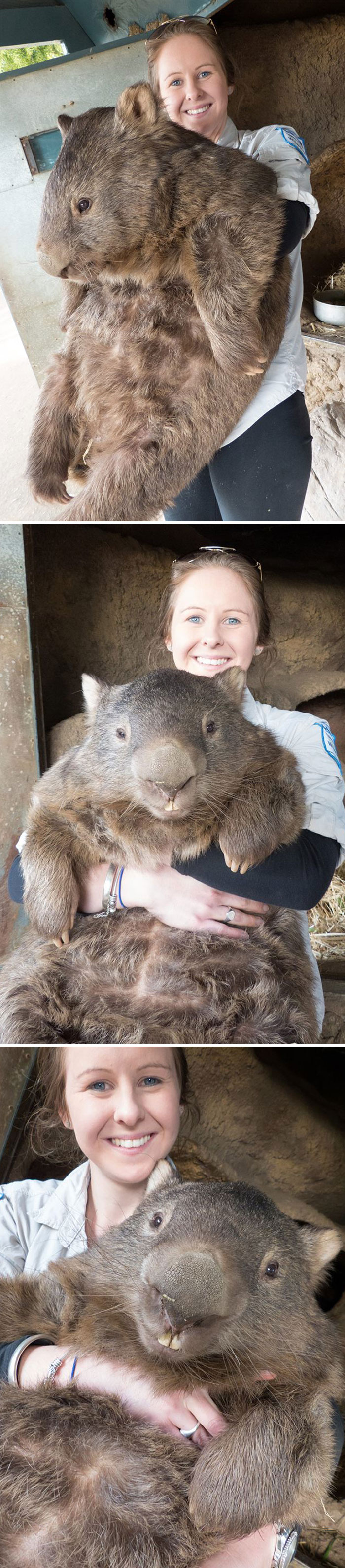 Este Wombat, humano para ver la escala