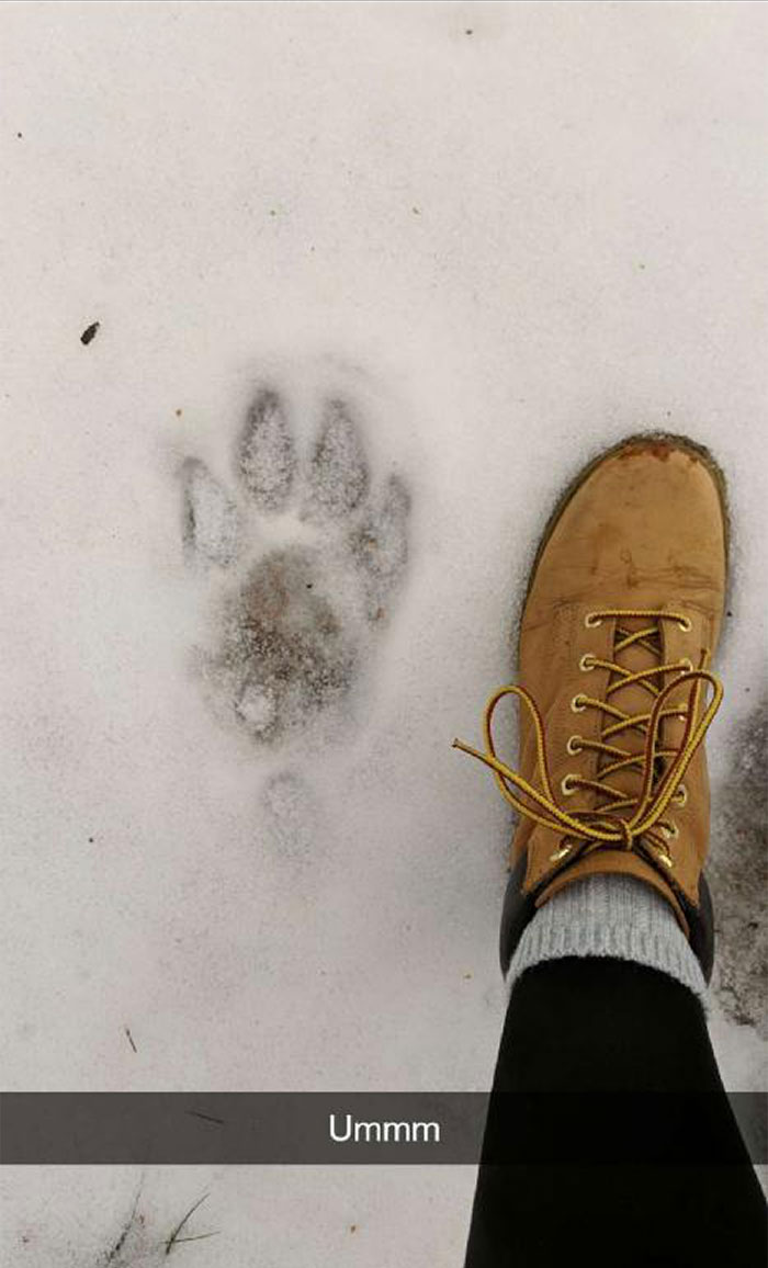 Wolf Paw vs. Human Foot
