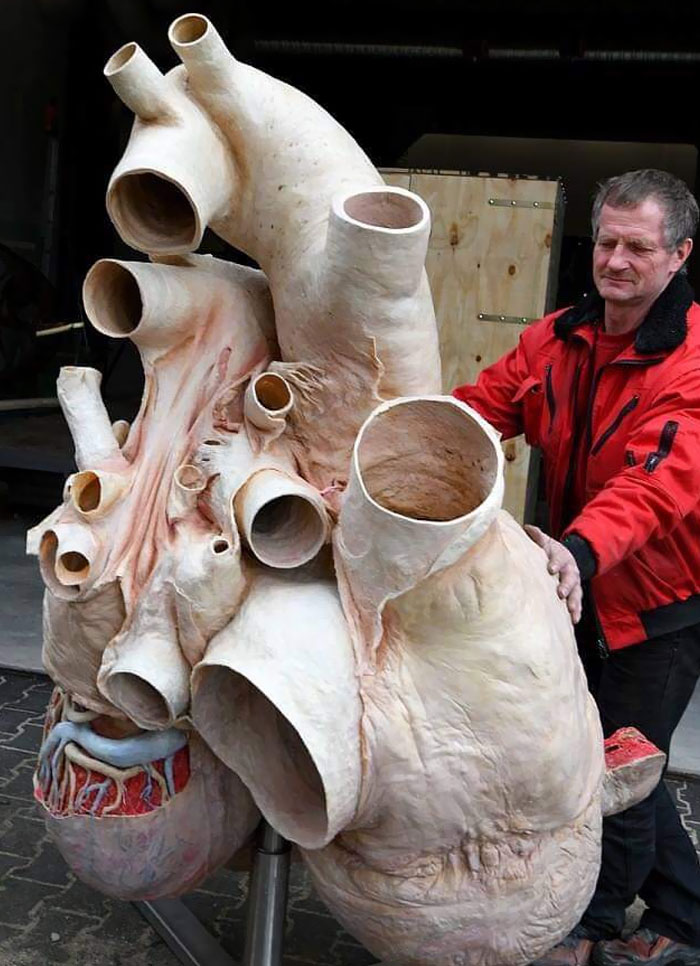 Size Of A Blue Whale's Heart Compared To A Human Height