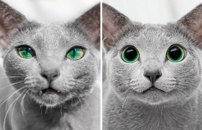 Ojos del mismo gato: día vs. noche