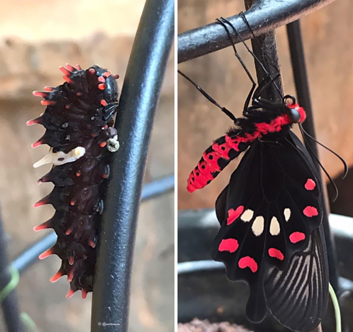 Watched A Crimson Rose Caterpillar Metamorphosize To A Butterfly