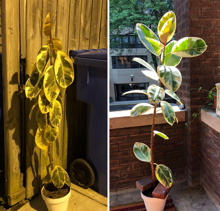 Before And After "Adoption" - 5 Days After I Found It In The Trash This Beauty Is Thriving