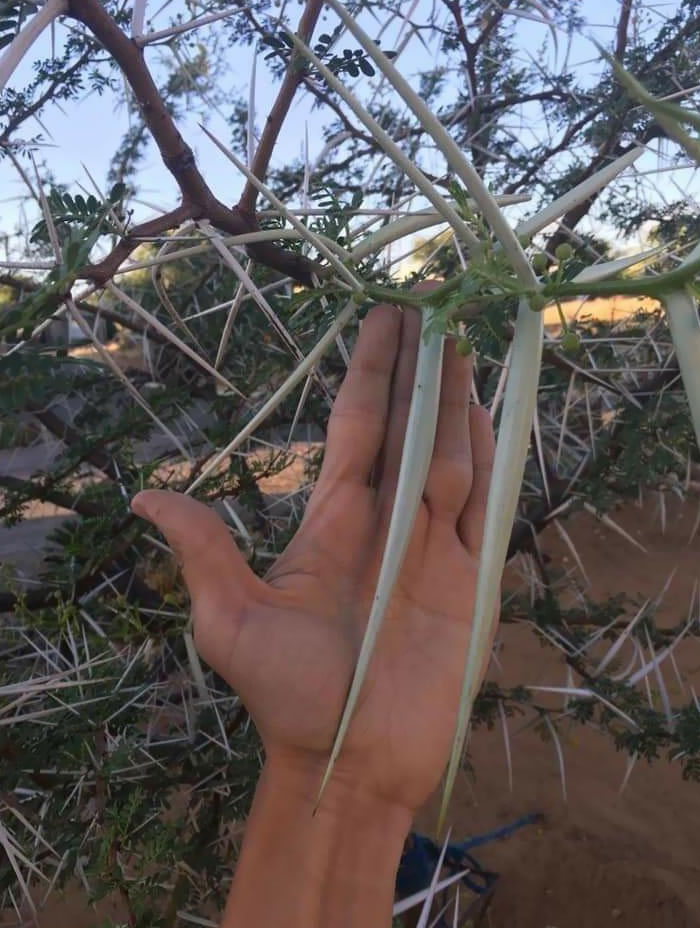 The Thorns On The Acacia Erioloba Look Like A Whole New Level Of Pain. Their Size Compared To A Human Hand