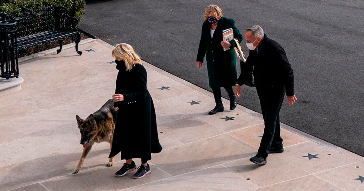 Biden's Dogs Just Moved Into The White House And The Photos Are Just Precious (11 Pics) - Vimarsana News