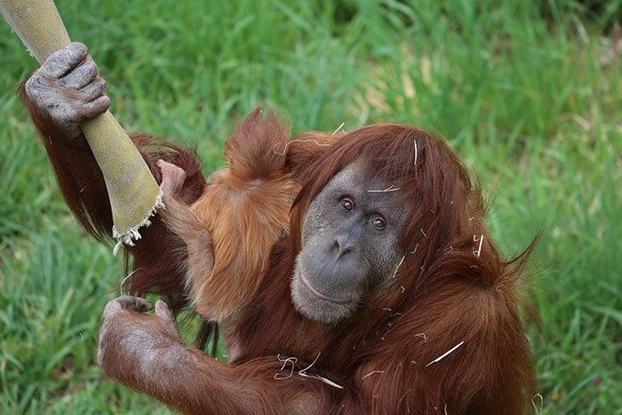 Very Uncommon In The Wild: Male Orangutan Steps Up To Take Care Of His Daughter After Mom's Death