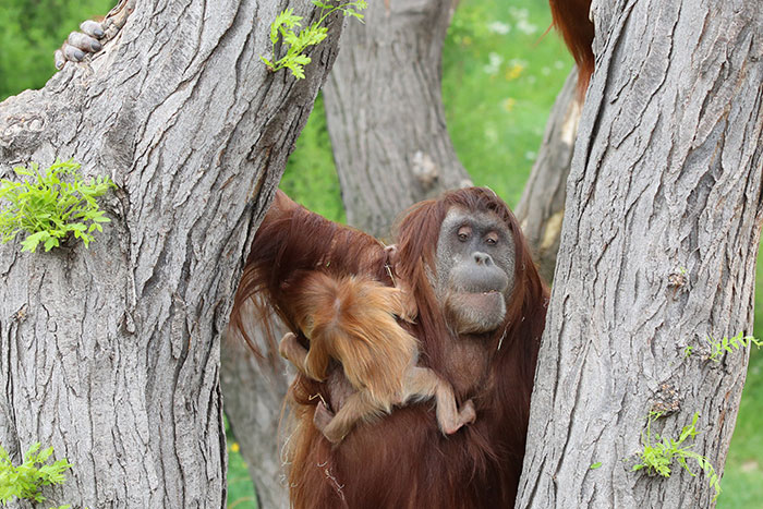 Very Uncommon In The Wild: Male Orangutan Steps Up To Take Care Of His Daughter After Mom's Death