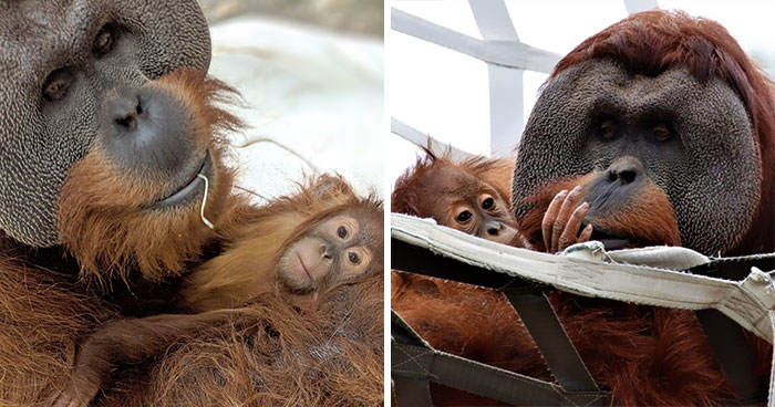 Very Uncommon In The Wild: Male Orangutan Steps Up To Take Care Of His Daughter After Mom’s Death