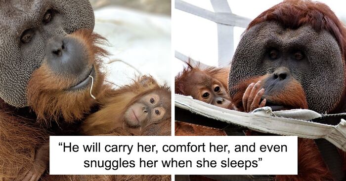 Very Uncommon In The Wild: Male Orangutan Steps Up To Take Care Of His  Daughter After Mom's Death | Bored Panda