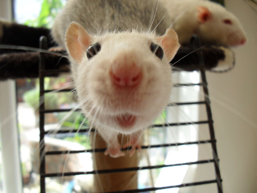 Hey Pandas, Are There Any Rat/Mouse Lovers Out There? Share Your Funny Pics  Of Your Pet (Closed) | Bored Panda