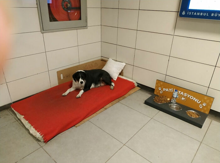 Metro Dog In Bostancı Metro Sitation