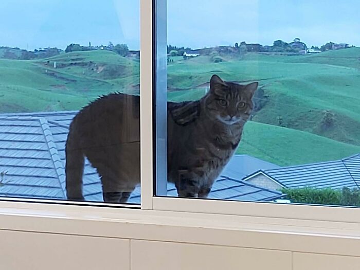 I Opened My Kitchen Blind To Find This Big Boy On My Outside Sill. His Name Is Monkey And He Is My Neighbours Cat