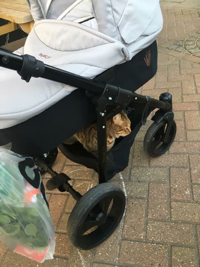 My Baby, My Pram But 100% Not My Cat. Not Quite In My House But Was Still A Surprise For Sure