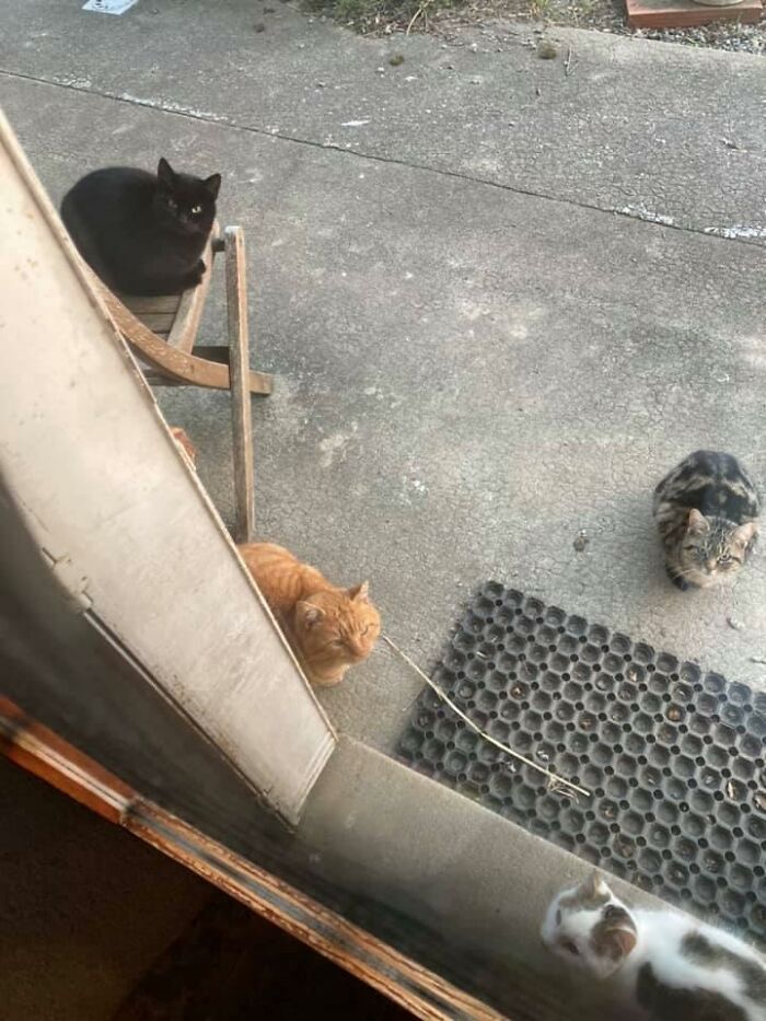 This Is Getting Out Of Hand! Outside My House I Now Have 4 Not-My-Cats Waiting For Me
