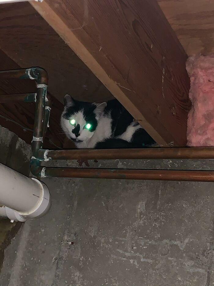My Husband Texted Me This. Who Is This He Says.... I'm Like No Clue. My Basement Not My Cat