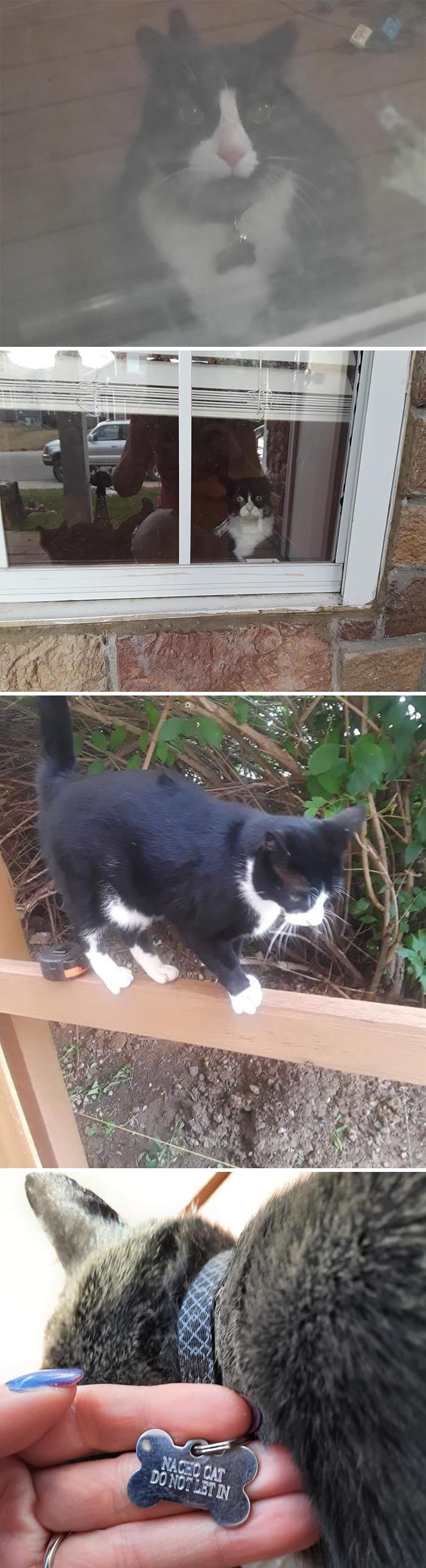 This Is My Neighbor's Cat Mr Sparkle Whiskers. He Goes Around The Neighborhood Acting Like A Starving Stray And Gets Fed By Multiple Households