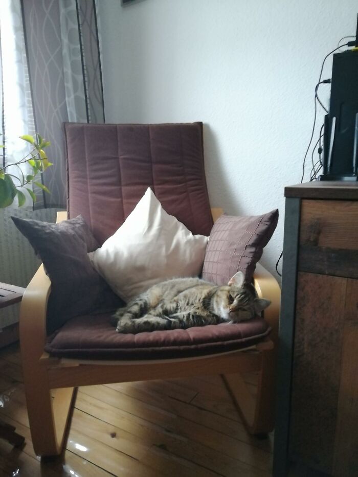 My House, My Chair But Not My Cat. Since Summer This Old Girl Thinks Our House Is Her House An Stays Almost Whole Day Here Lying Around Sleeping
