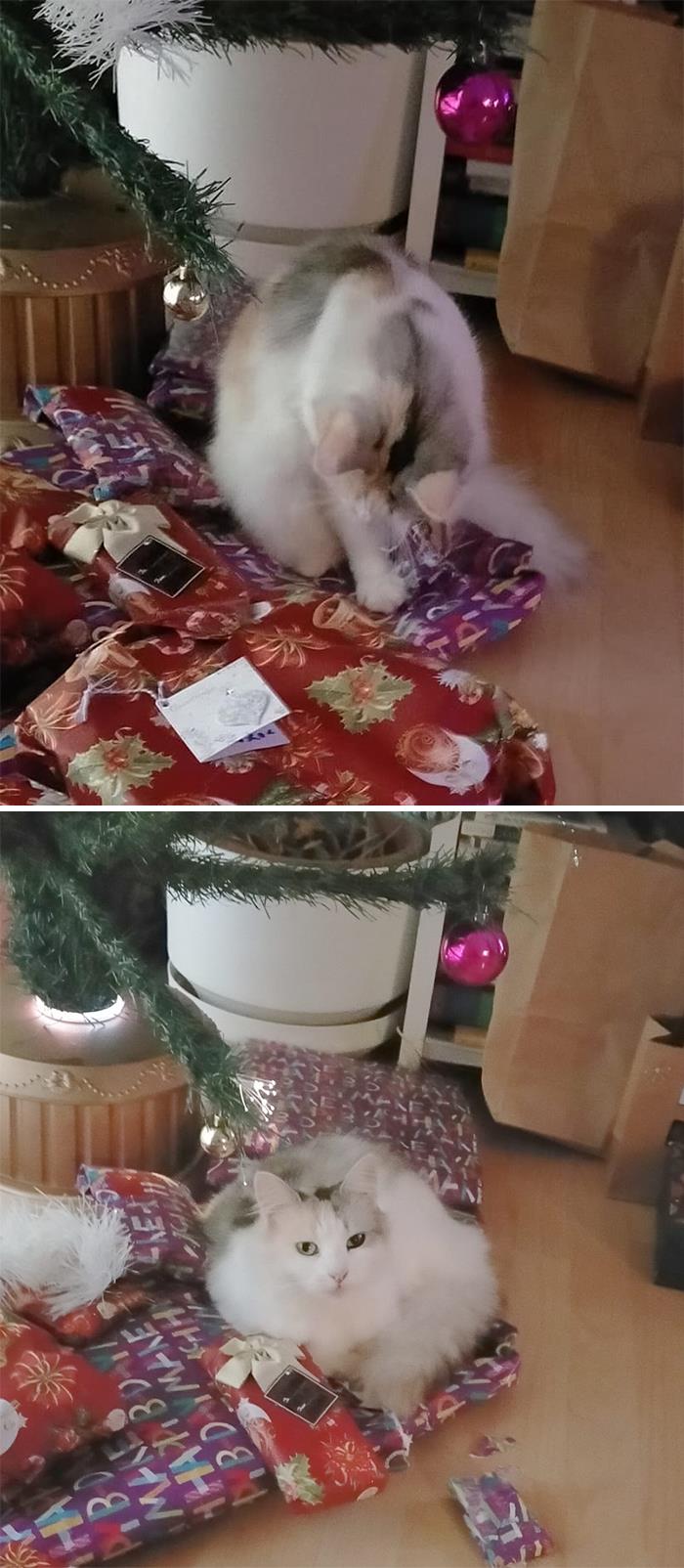 Not My Cat Is Back, Attacking Our Christmas Tree And Ripping Open Our Presents. Might Be Time To Send Her Home