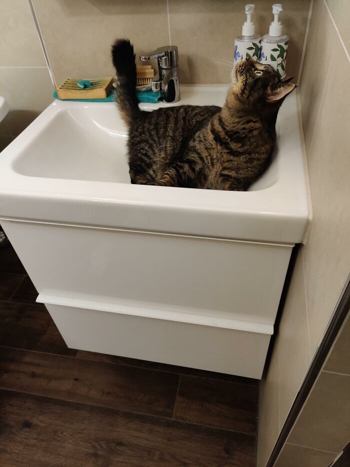 My Daughter Was Overjoyed When The Neighbours Cat Decided To Pay Us A Visit. But When She Got Tired Of Chasing Him Around He Snuck Into Our Bathroom. To Lay In The Sink Of All Places!