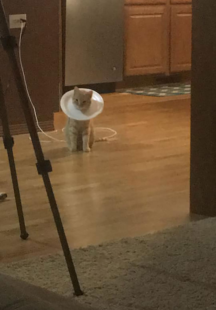 Not My Cat, Became My Cat After A Severe Ear Infection,and I Felt Bad For Him. Picture After I Spent A Boatload Of Money, And Finally Decided To Neuter Him, No Cone Of Shame, Equaled The Plate Of Shame...