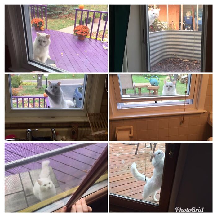 My House, Not My Cat... But He Very Much Wants To Be, Judging By How Many Windows We’ve Seen His Face In