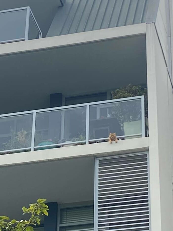 Searching For My Cat Wakanda Downstairs In The Complex Car Park Only To Look Up To See My Cat, Not My House!