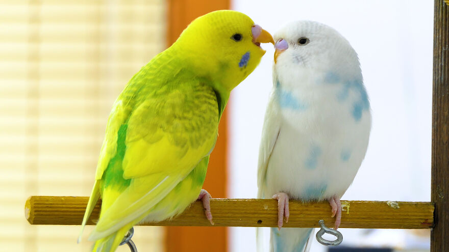 Budgie Youtube Channel Where You Can Learn About Keeping These Gentle Birds Healthy Budgie Youtube Channel Where You Can Learn About Keeping These Gentle Birds Healthy