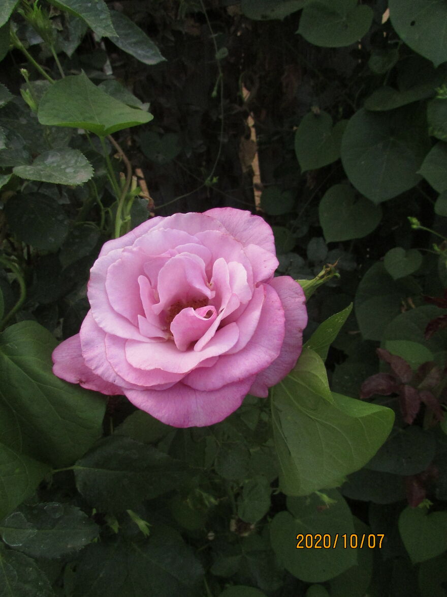 Pink Rose With Dark Background
