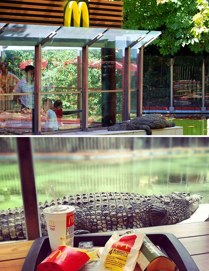 Crocodile McDonald's (Date Unknown) Lisbon Zoo, Lisbon, Portugal