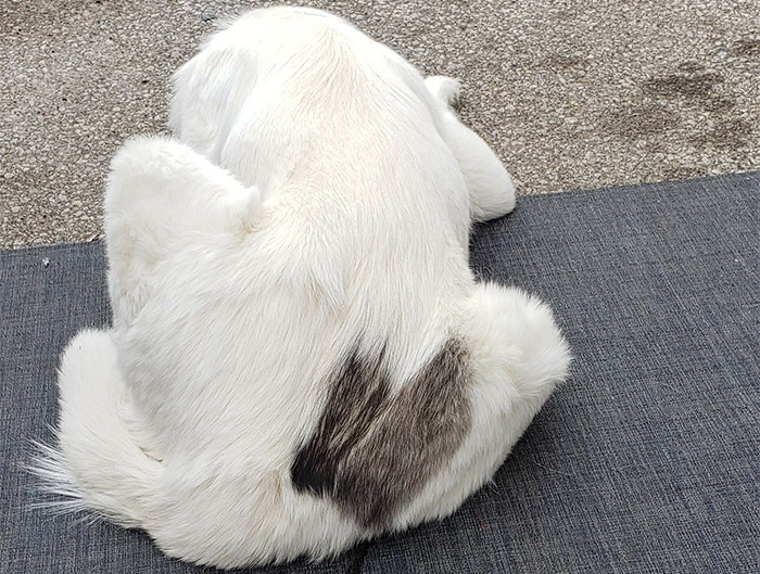 Pandas, Here’s The Unusual Patches Challenge (Closed)