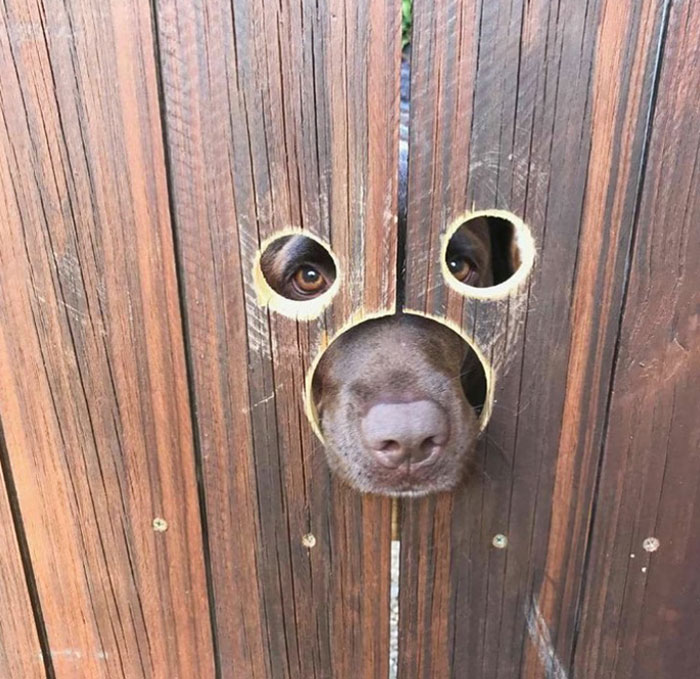 Neighbors Adopted A Dog, So My Dad Cut Holes In The Fence