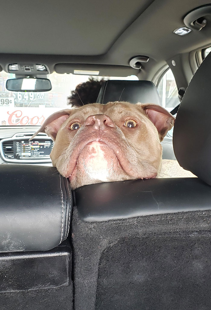 Peek Into The Backseat