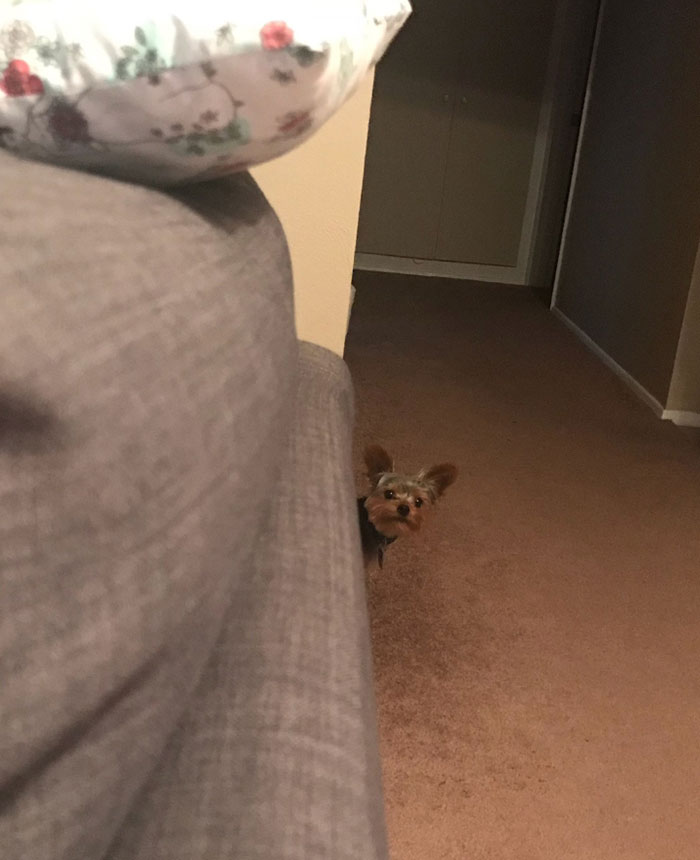 My Dog Always Peeks His Head Around Corners When He Is Waiting For You To Throw A Ball