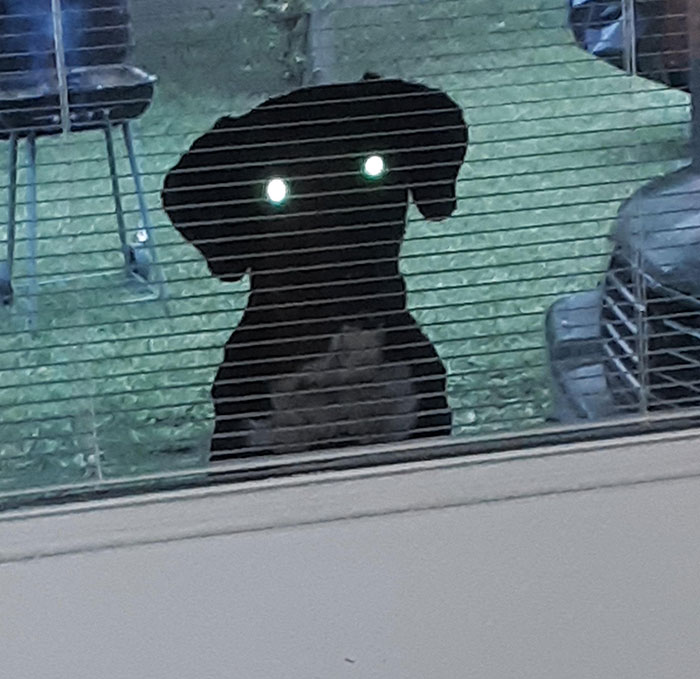 Took A Pic Of The Neighbor's Dog Peeking Through My Door And It Turned Out A Bit Spooky
