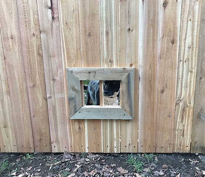 Mi vecino ha estado construyendo una nueva valla. Le sugerí una ventana para su perro Jack, a quien le gusta saludarnos todos los días a través de un listón que falta. Hoy vi esto