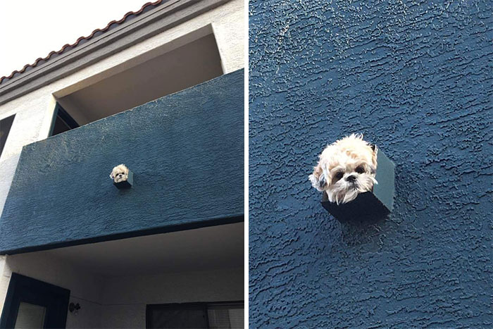 I Consider This A Peeping Pooch