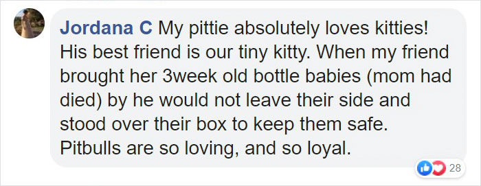 Pit Bull Kindly Asks Owners To Allow A Pregnant Cat Inside So It Can Give Birth