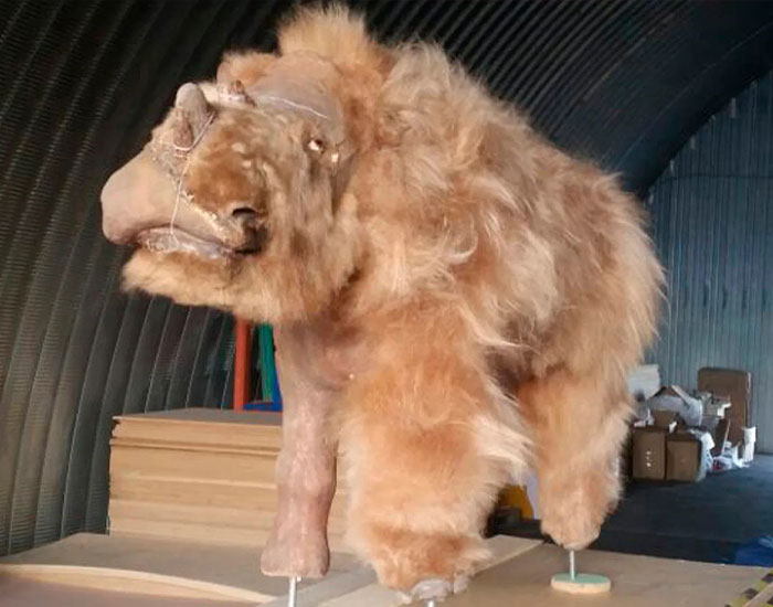 Scientists Discover 80% Preserved 50k-Year-Old Woolly Rhino Remains With Its Last Meal Still Intact