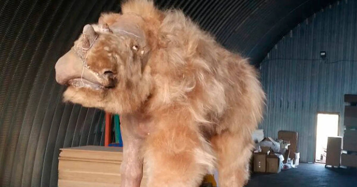 Melting Siberian Permafrost Revealed The Most Intact Woolly Rhino Specimen Ever Found - Vimarsana News