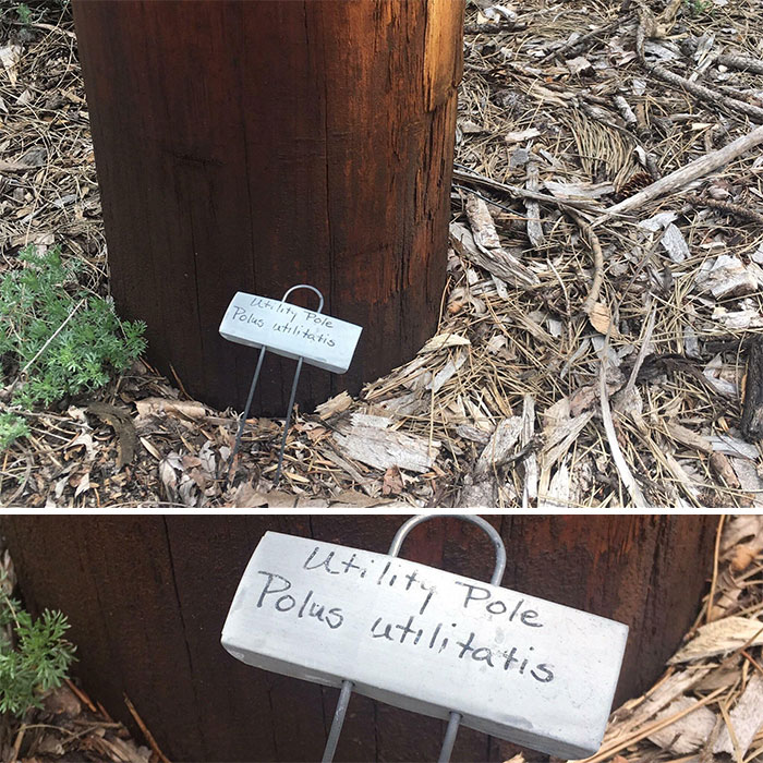Walking Past A Local Garden In My Neighborhood, I Noticed They Labeled The Power Line Along With All The Other Plants