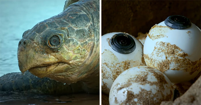 428K People Are Fascinated By This Robot Turtle Video Capturing 20,000 Turtles Laying Eggs In Costa Rica